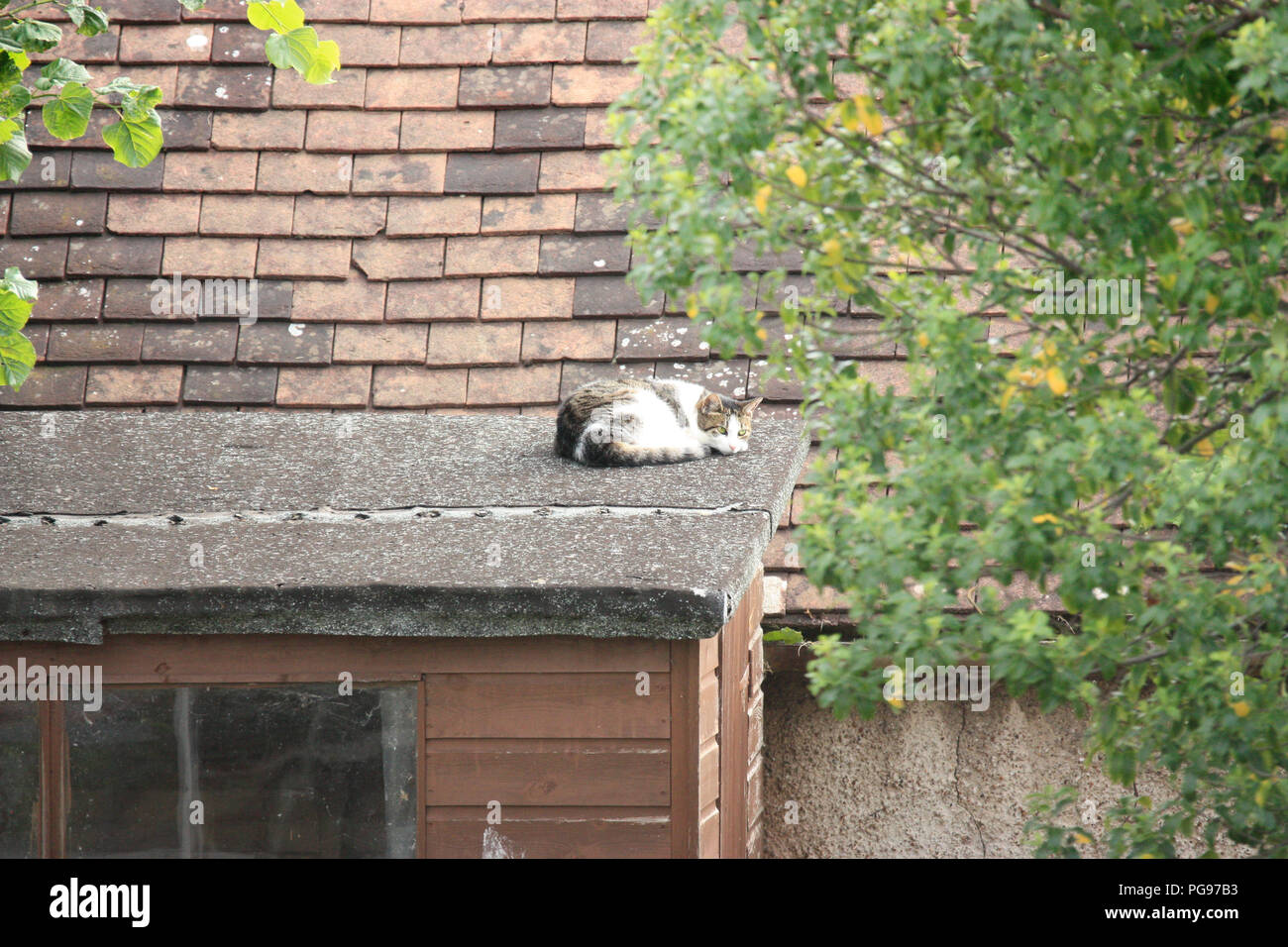 Tabby And White Domestic Shorthair Cat Snoozing In The Sun In