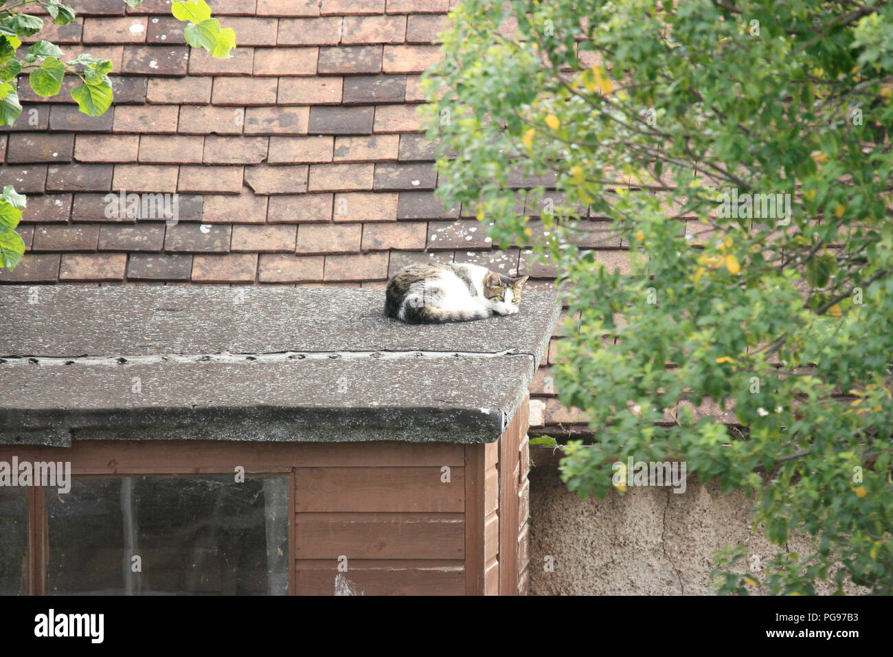 Tabby and white domestic shorthair cat snoozing in the sun in summer on the roof of a garden shed Stock Photo