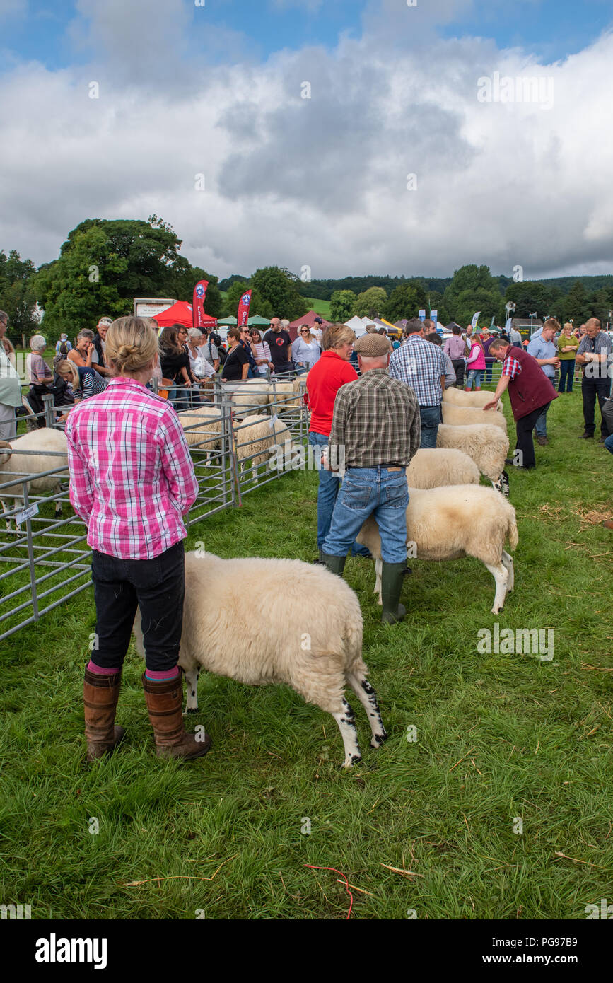 Sheep in the Rough Fell Class lined up for judging at Hawkshead Show in Cumbria 2018 Stock Photo