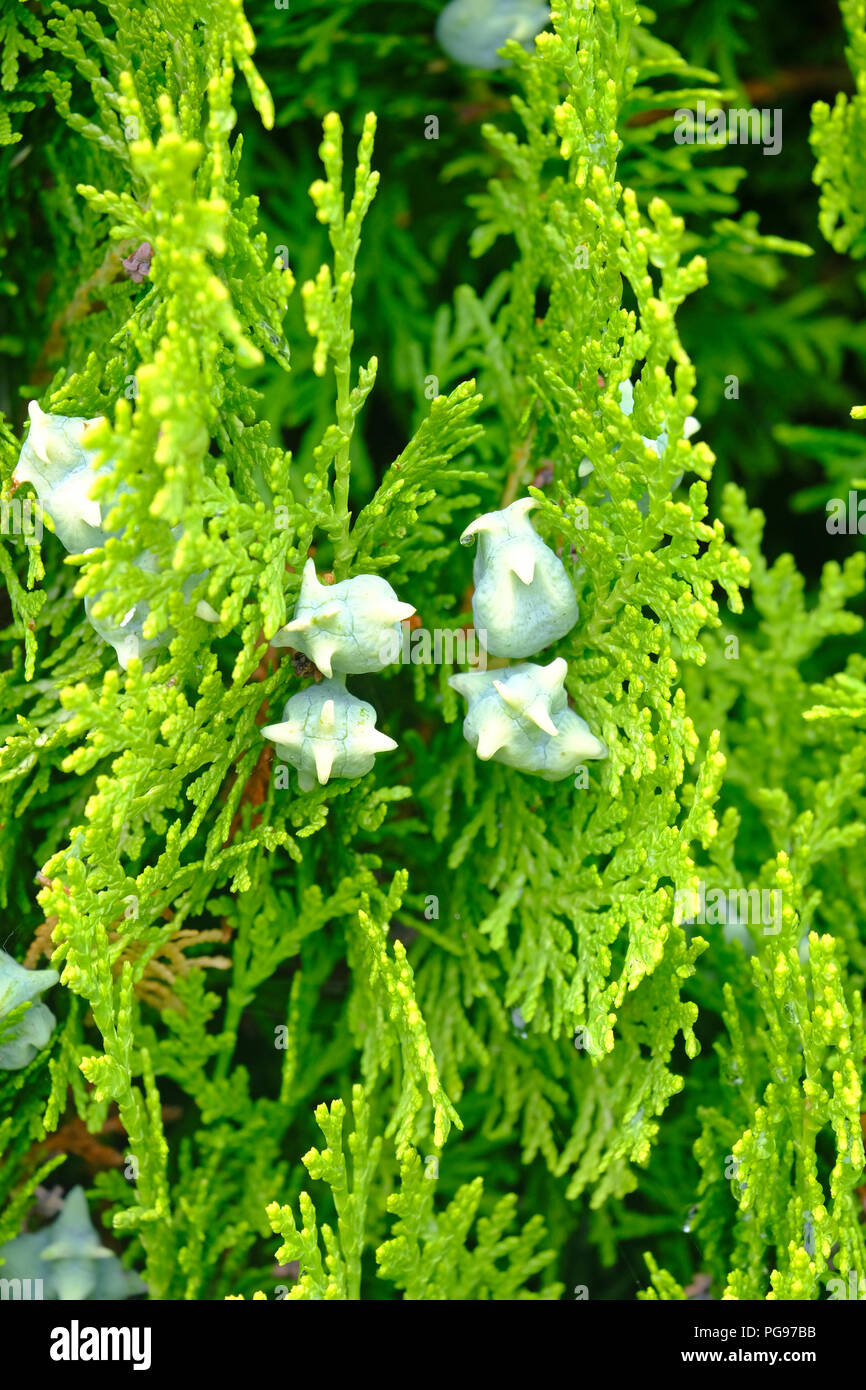 White Cedar cones in late summer in UK Stock Photo