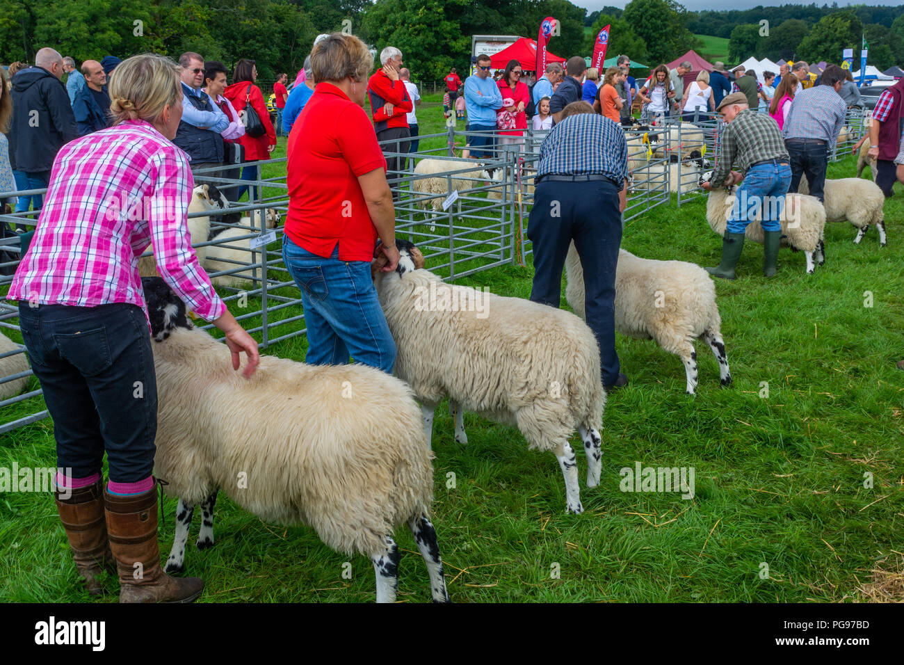 Preparing to be Judged in the Rough Fell Class at Hawkshead Show in Cumbria Stock Photo