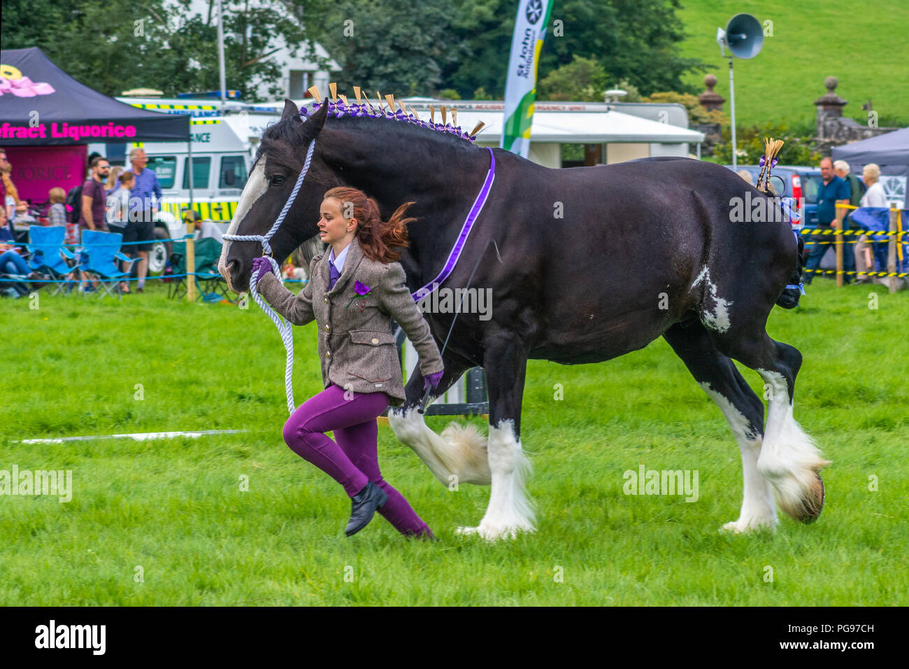A competitor in the Heavy Horse Class at Hawkshead Show Cumbria Stock Photo