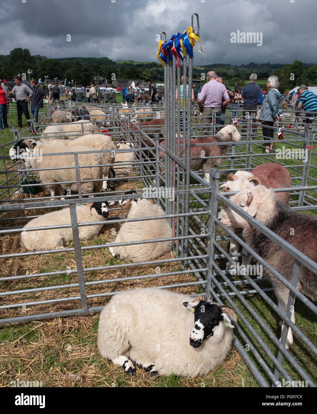 Getting ready for the sheep judging at Hawkshead Show in Cumbria Stock Photo