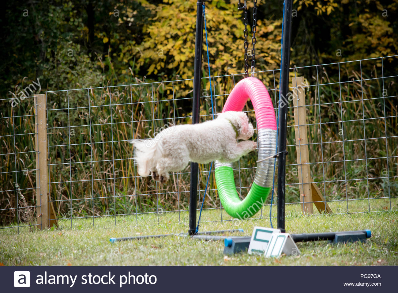 Dog Jumping Through Hoop Stock Photos & Dog Jumping Through Hoop Stock
