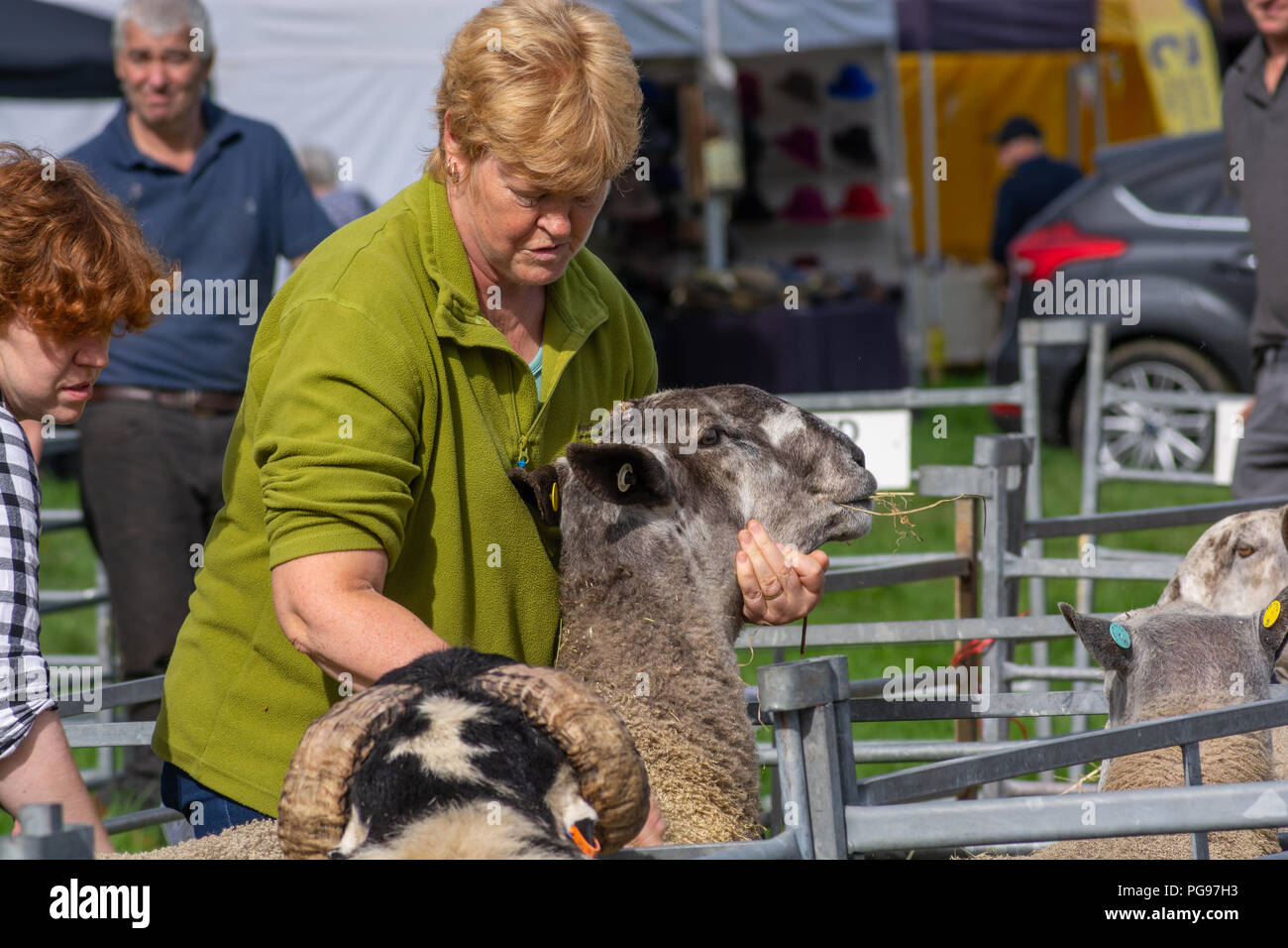 Showing a Blue Leicester Sheep at Thee Hawkshead Show in Cumbria Stock Photo