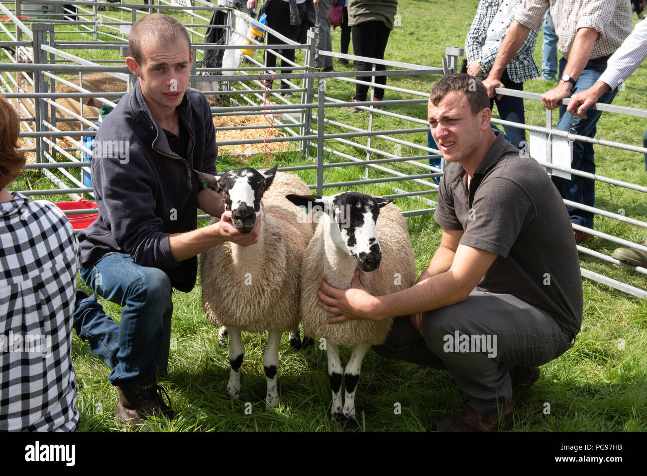 Judging a pair of Mule Sheep at The Hawkshead Show in Cumbria Stock Photo
