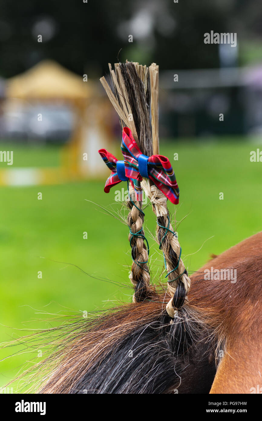 Tail Decoration on one of The Heavy Horses at Hawkshead Show in Cumbria Stock Photo