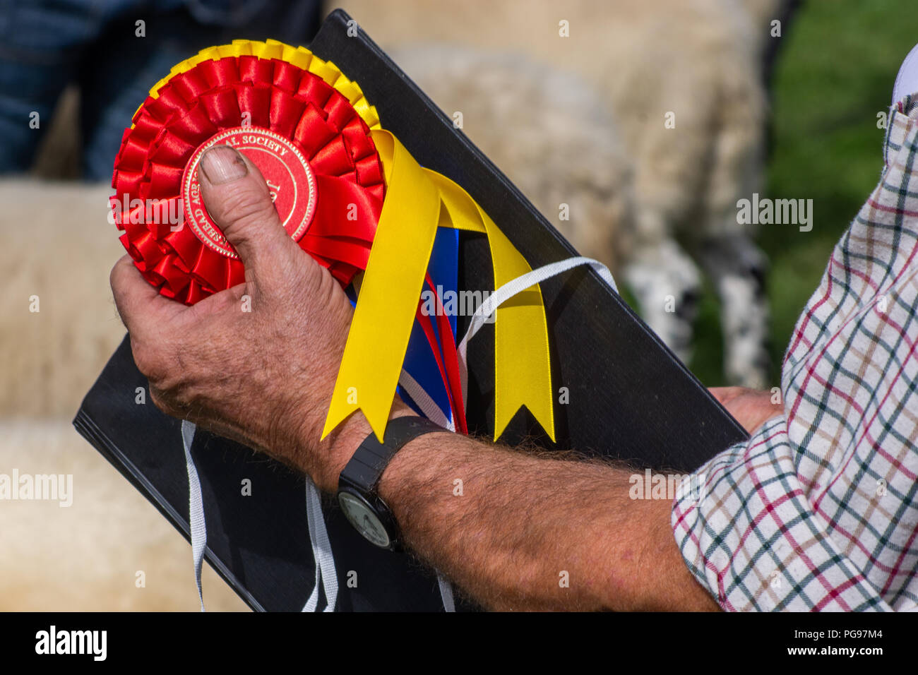 Rosettes ready for presentation at the sheep judging Hawkshead Show  Cumbria Stock Photo