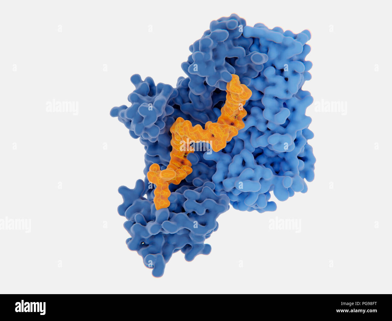 HIV-1 reverse transcriptase inhibition, illustration. The human immunodeficiency virus single-stranded RNA genome is converted into double-stranded DNA by the viral reverse transcriptase (blue) and then the DNA is integrated in the DNA of an infected human cell. The reverse transcriptase is one of the main targets to disrupt the virus multiplication through an inhibitor. There are nucleoside and nucleotide inhibitors and non-nucleoside analogue inhibitors. One of these inhibitors (yellow) is shown binding to the reverse transcriptase. Stock Photo