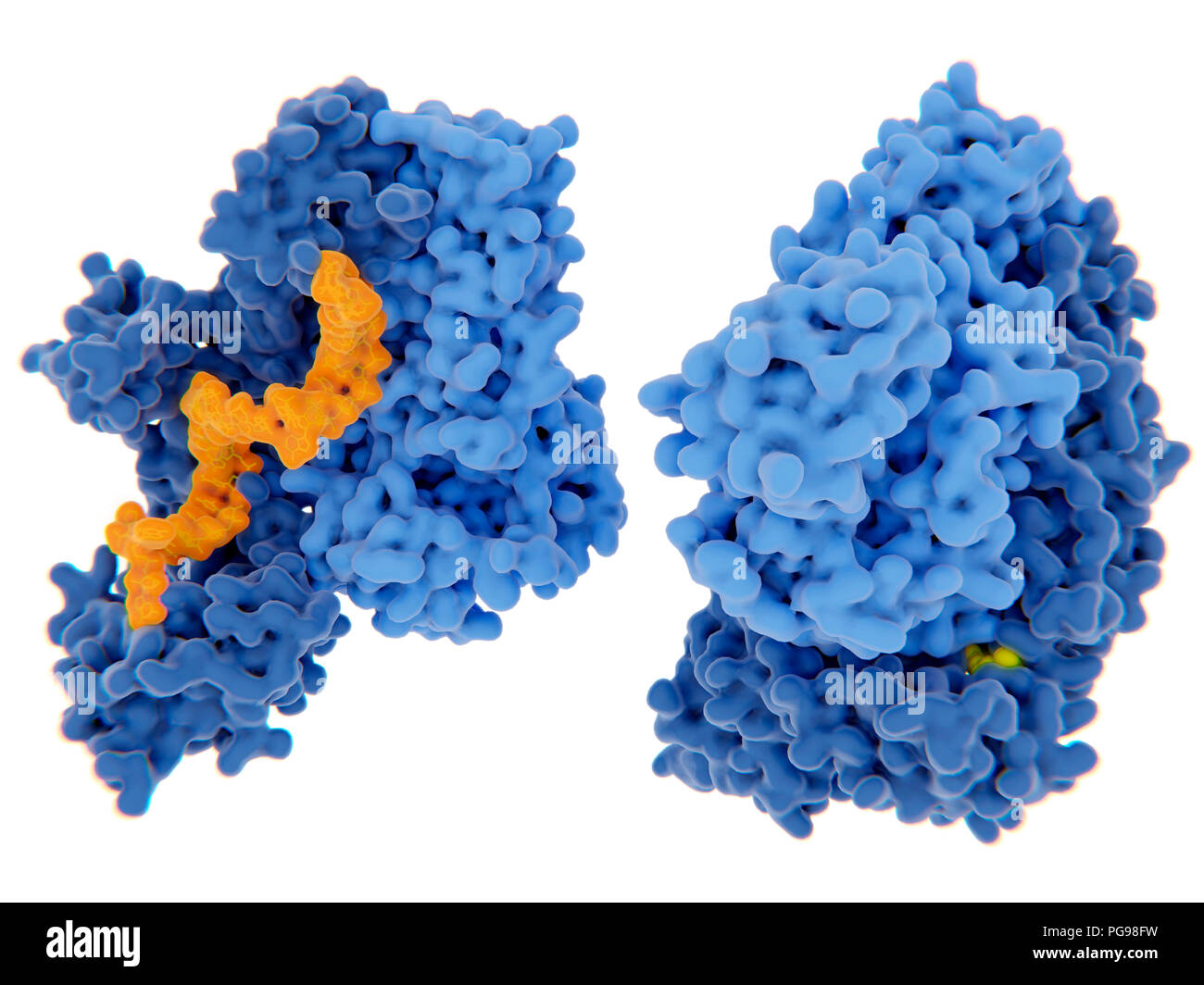 Hiv 1 Reverse Transcriptase Inhibition Illustration The Human Immunodeficiency Virus Single Stranded Rna Genome Is Converted Into Double Stranded Dna By The Viral Reverse Transcriptase Blue And Then The Dna Is Integrated In The Dna