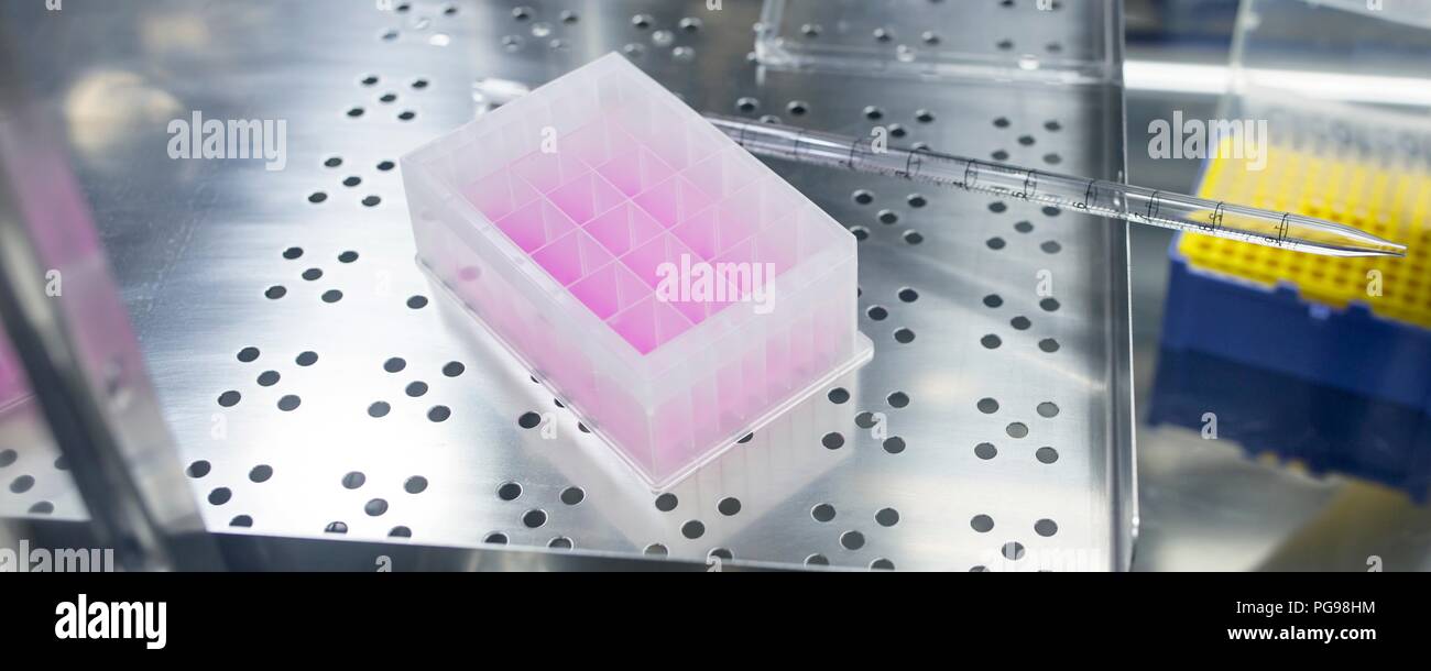 Cell-based testing kit in a laboratory that engineers human tissues for implant. Such implants include bone and skin grafts. Stock Photo