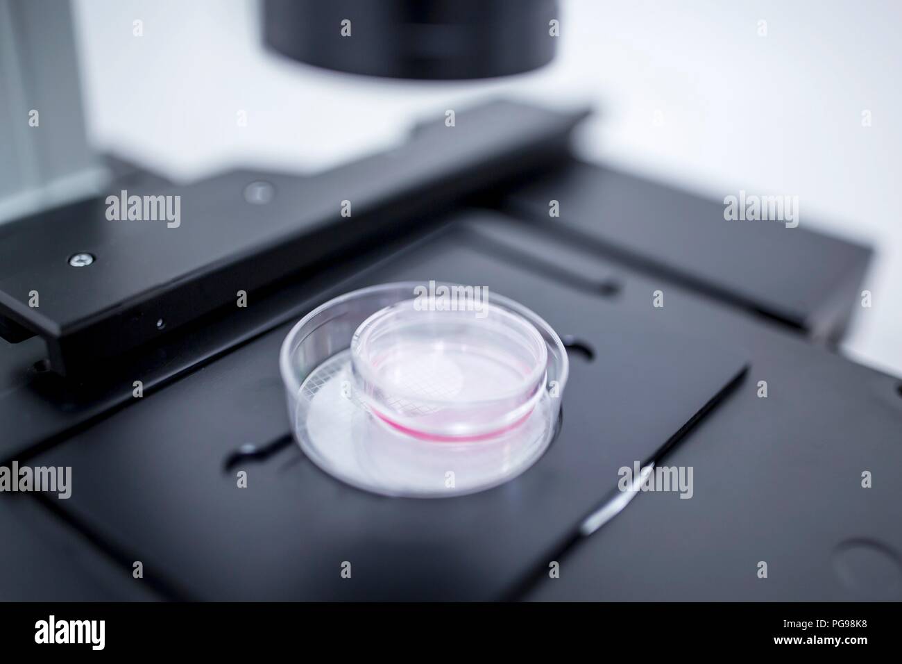 Examining cultured cells under a microscope. Stock Photo