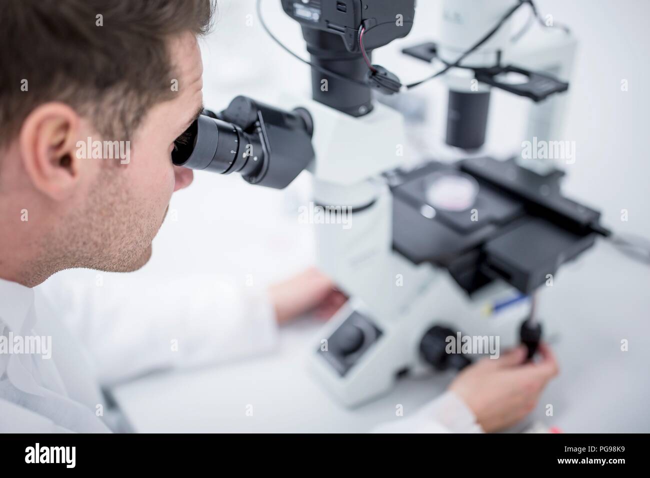 Scientist examining cultured cells under a microscope. Stock Photo