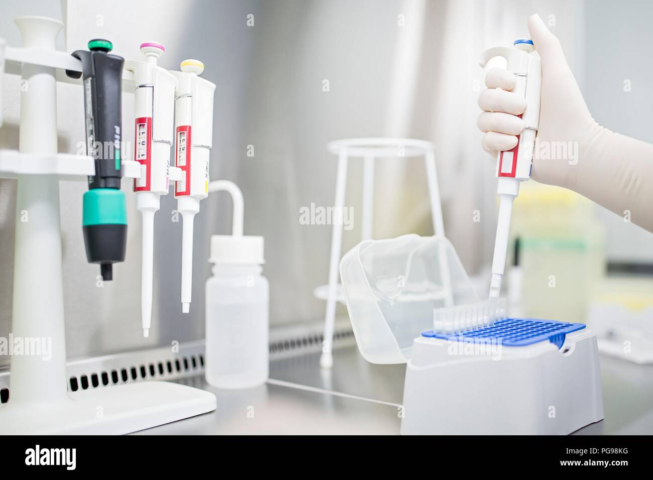 Technician pipetting biological samples in a laminar flow hood. Stock Photo