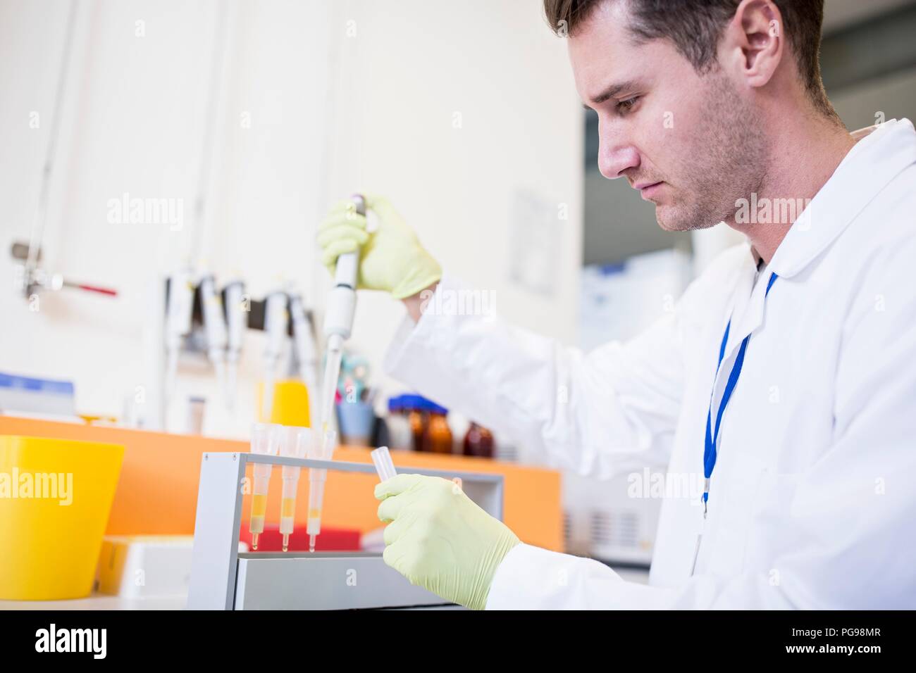 Technician pipetting samples into cartridges for solid phase extraction (SPE). SPE is used to separate biological compounds from a mixture for further analysis. Stock Photo