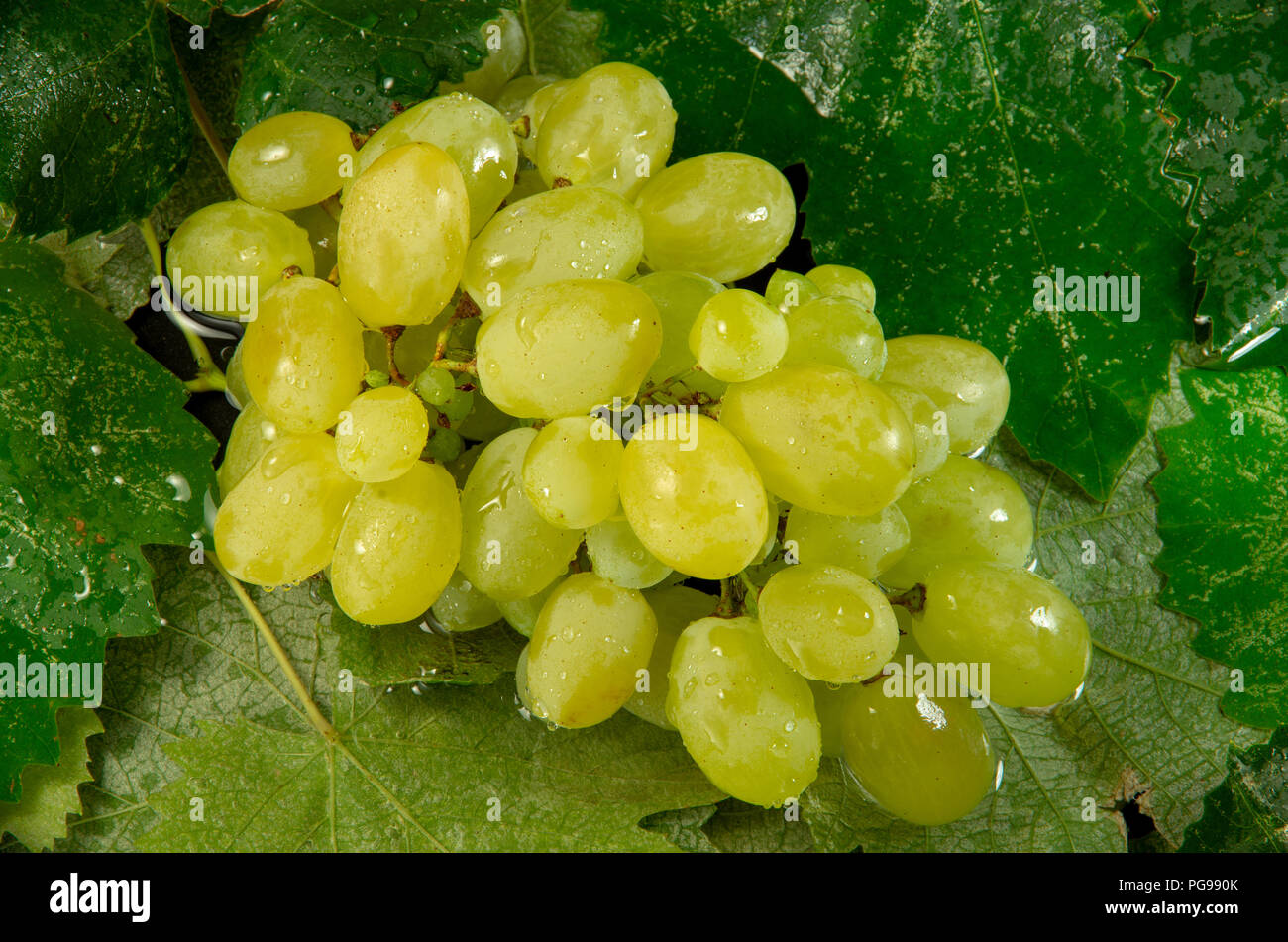 Wet grapes with water drops on a background of close-up leaves Stock Photo