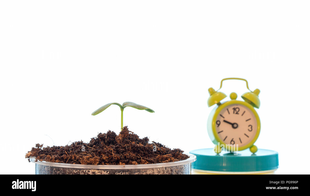 Plant growth, conceptual image Stock Photo Alamy