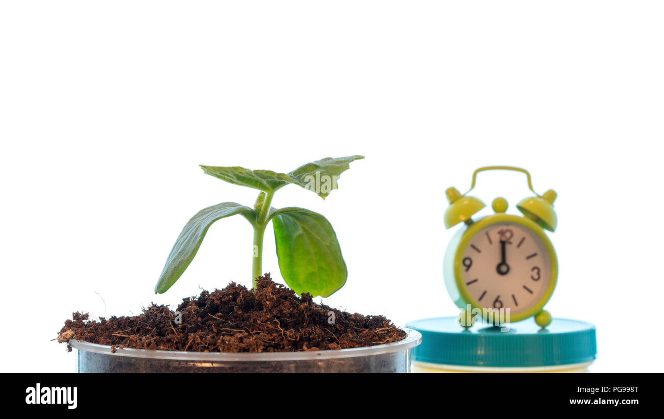 Plant growth, conceptual image Stock Photo Alamy