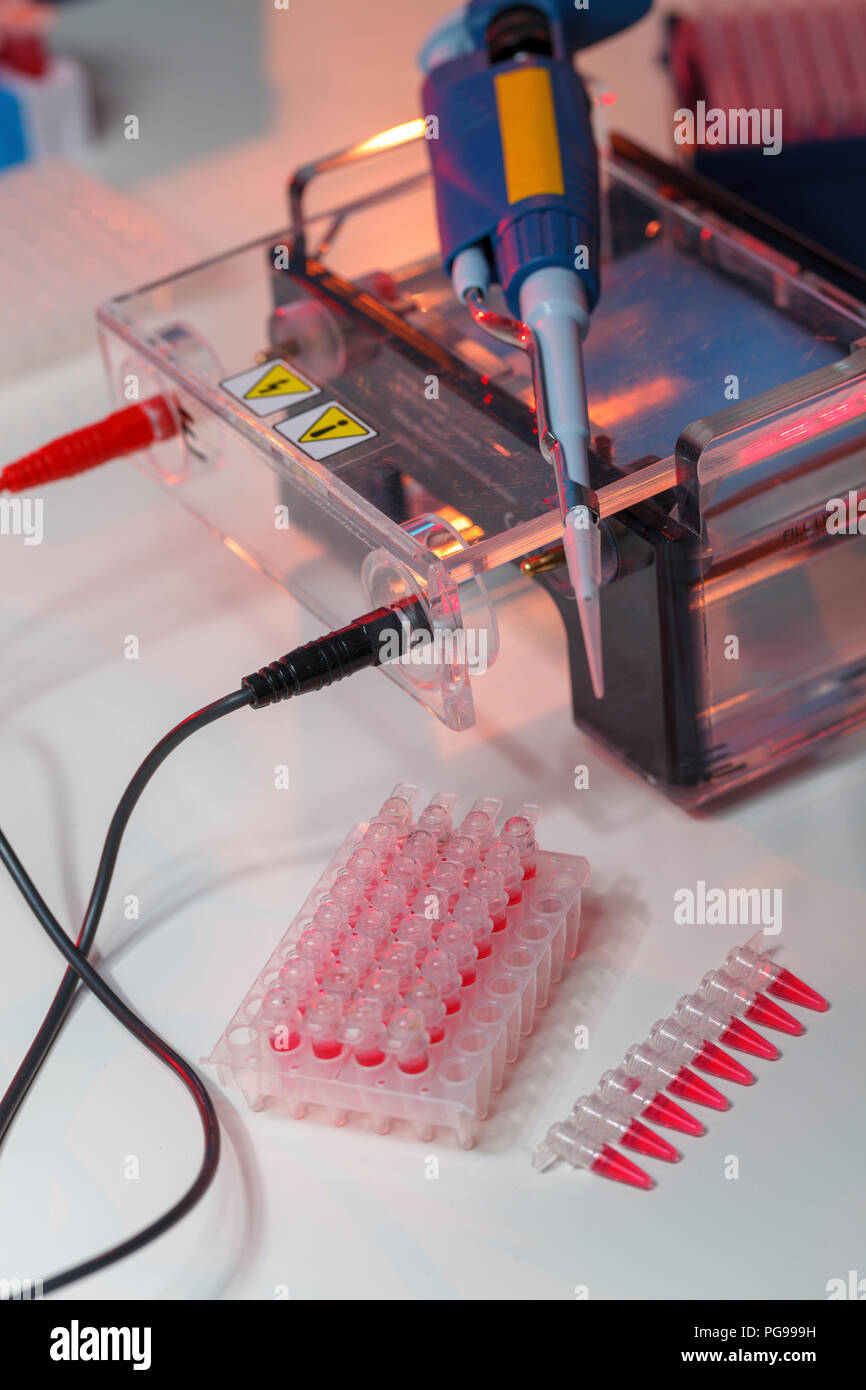 Gel electrophoresis equipment Stock Photo Alamy