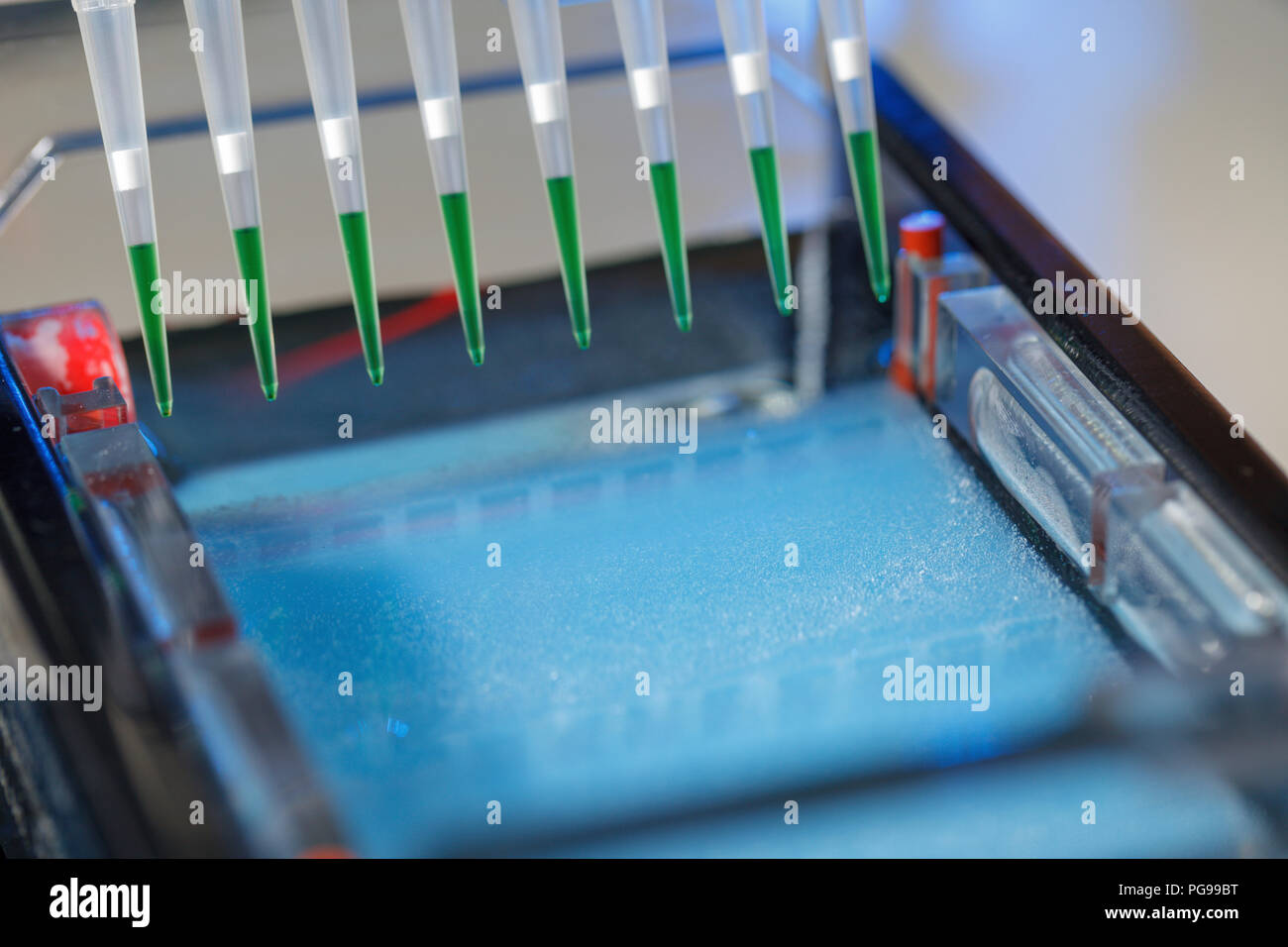 Pipetting samples for gel electrophoresis Stock Photo - Alamy