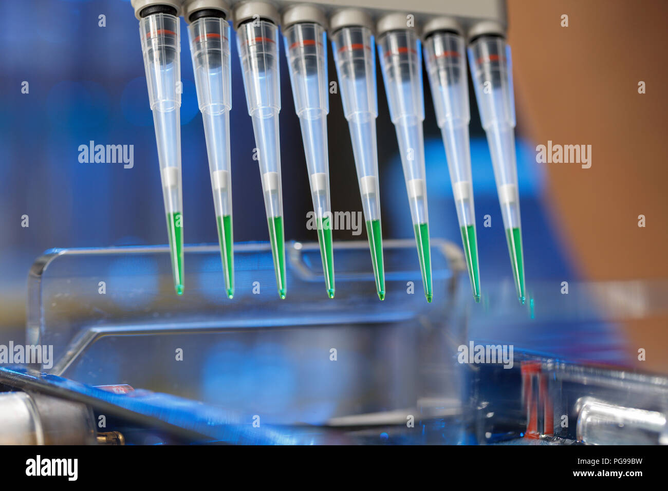 Pipetting samples for gel electrophoresis Stock Photo Alamy