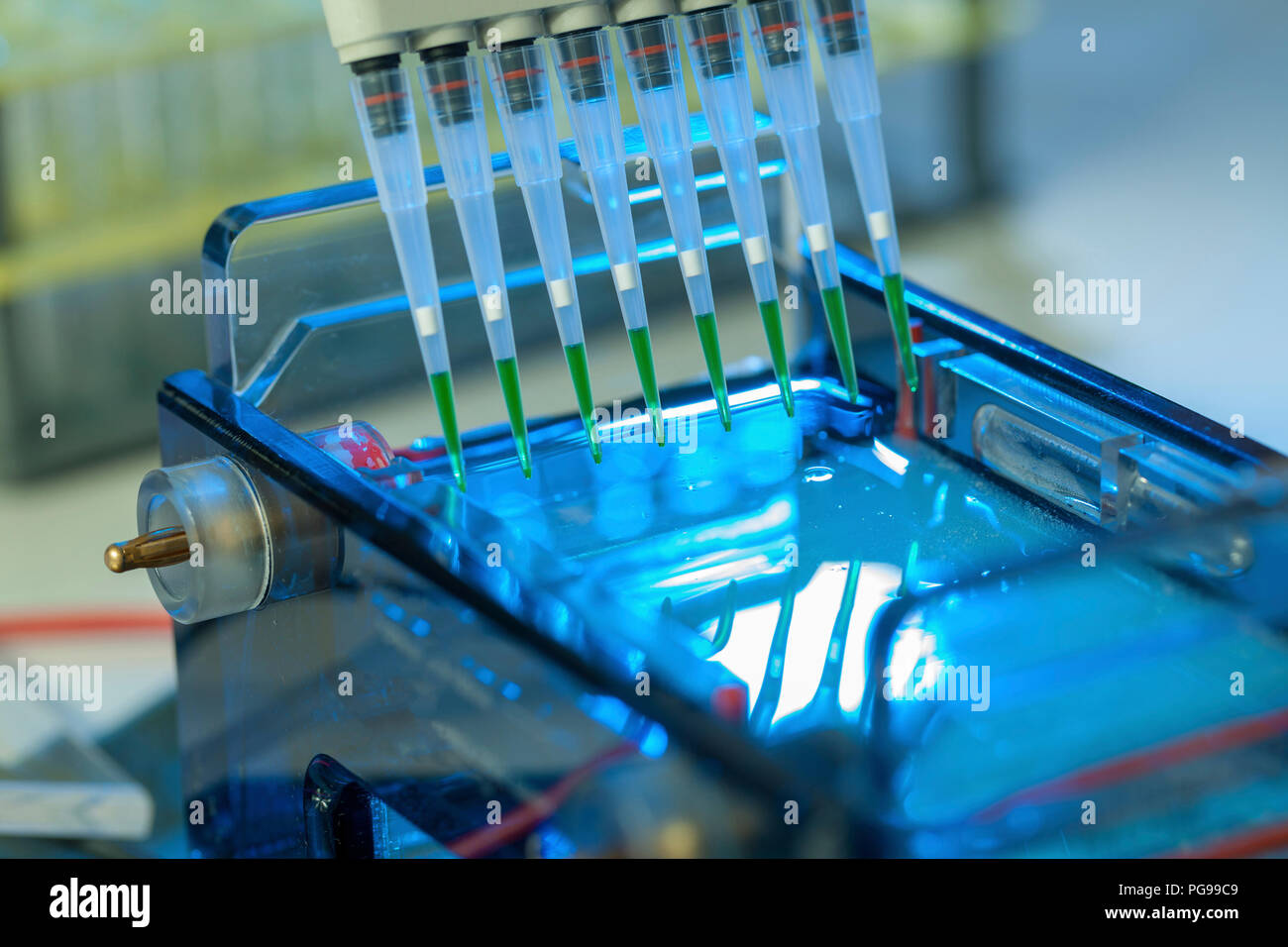 Pipetting samples for gel electrophoresis Stock Photo - Alamy