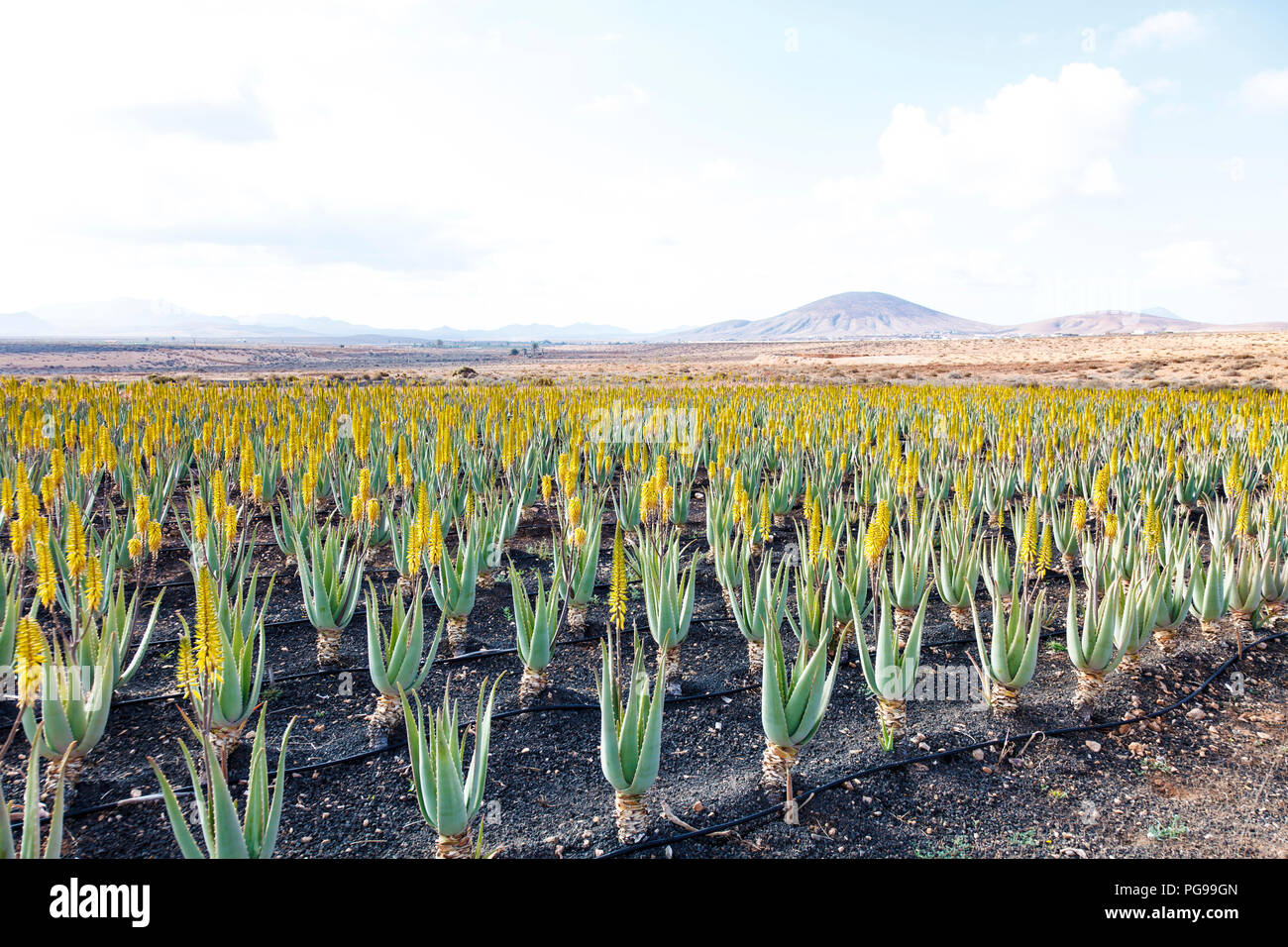 Aloe vera farm. Photographed on Fuerteventura, Canary Islands Stock Photo -  Alamy