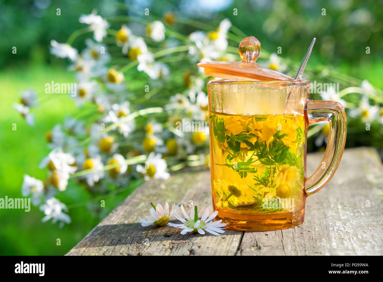 Healthy herbal tea cup and daisy medicinal herbs bunches on wooden board outdoors. Stock Photo