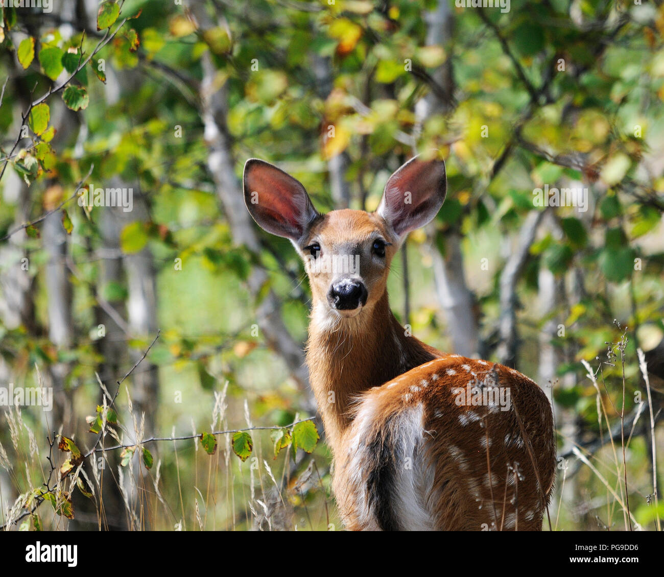 Deer animal close-up view displaying brown reddish fur, head, ears, eyes, nose, with a bokeh foliage background in its environment and surrounding. Stock Photo
