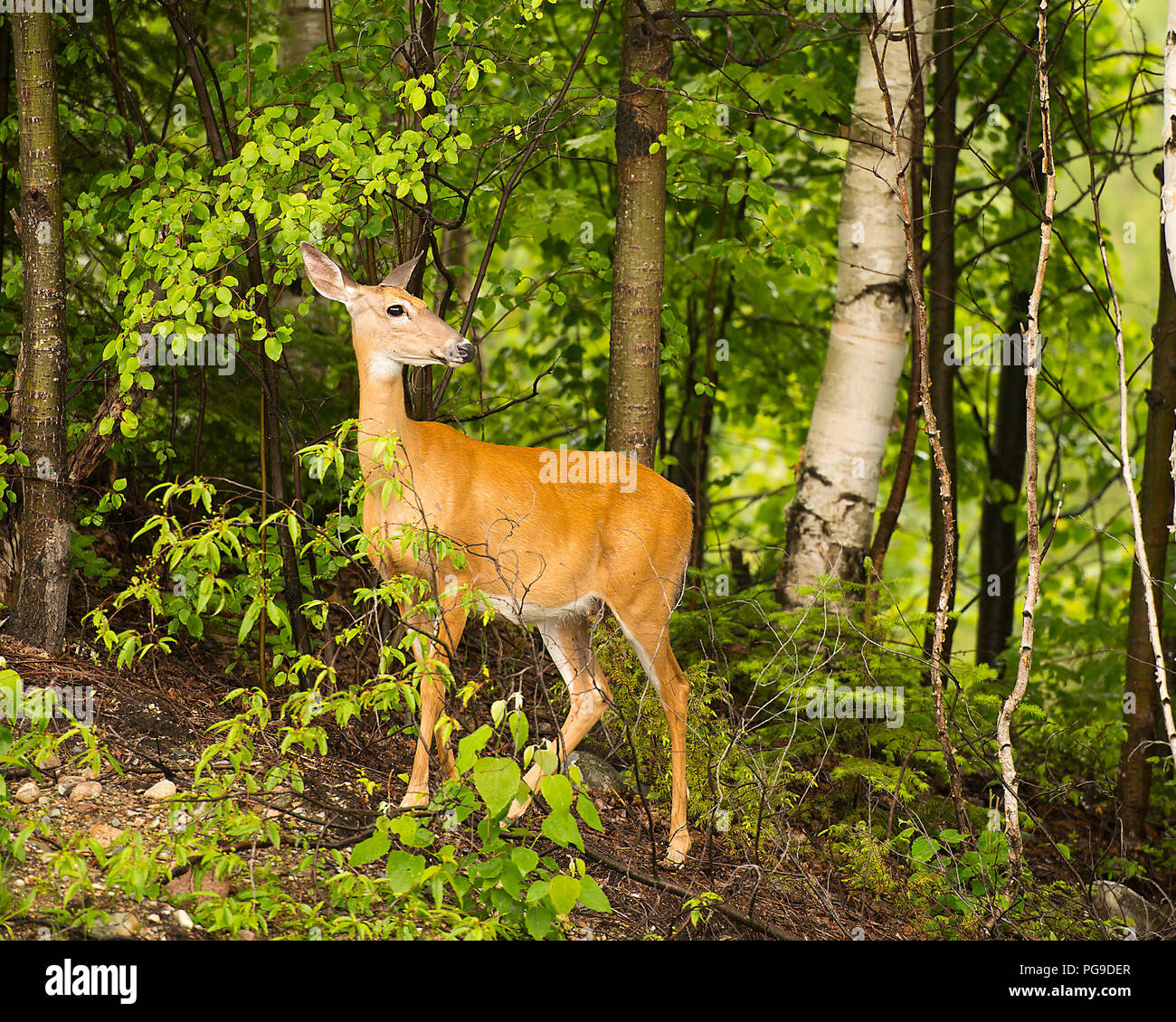Deer animal in the forest displaying brown reddish fur, body, head, ears, eye, nose, legs with a foliage background of trees in its environment. Stock Photo