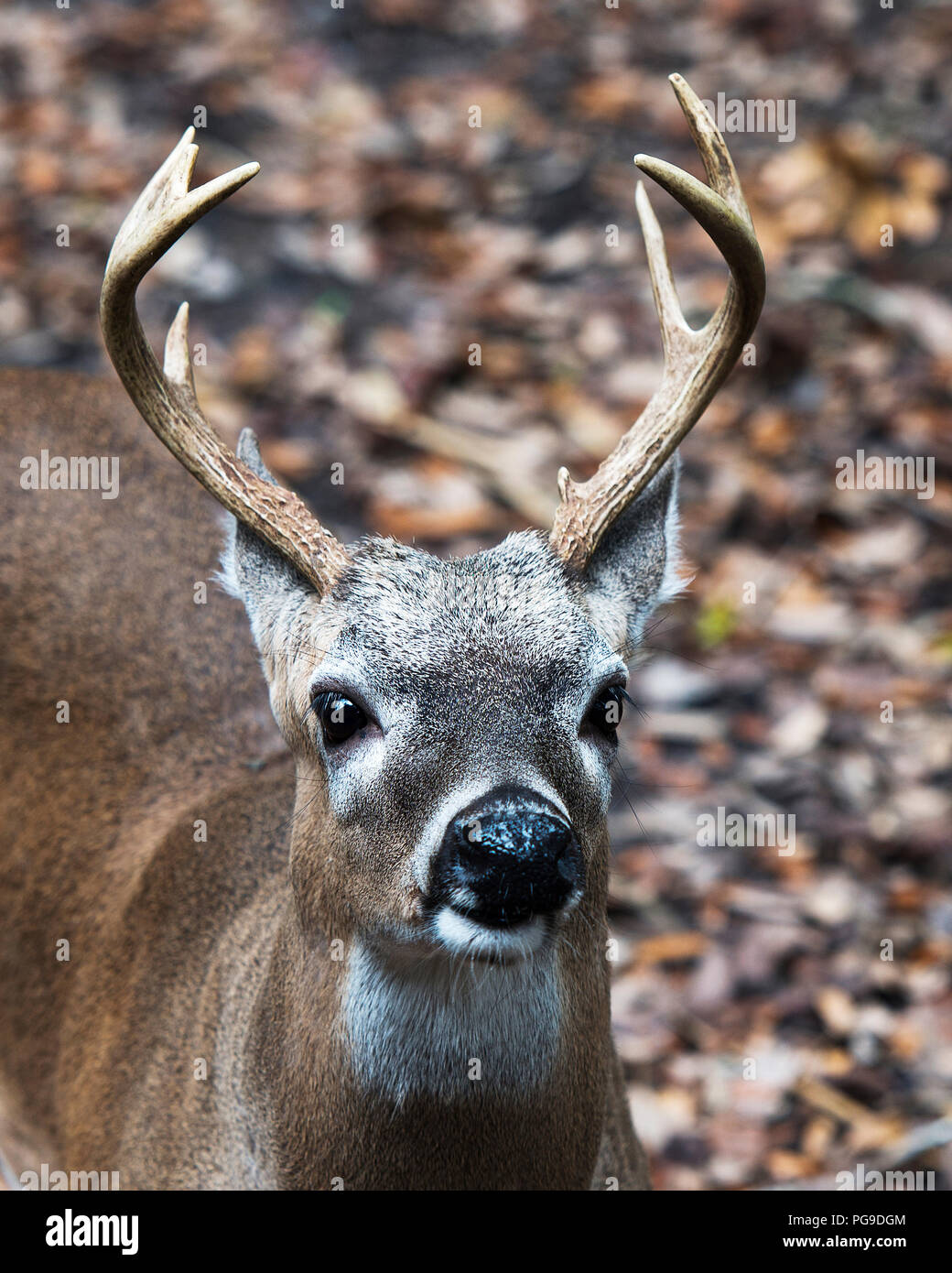 Deer Florida Key Deer animal close-up head view, antlers, ears, eyes, nose, in its environment and surrounding with a bokeh background. Picture Photo. Stock Photo