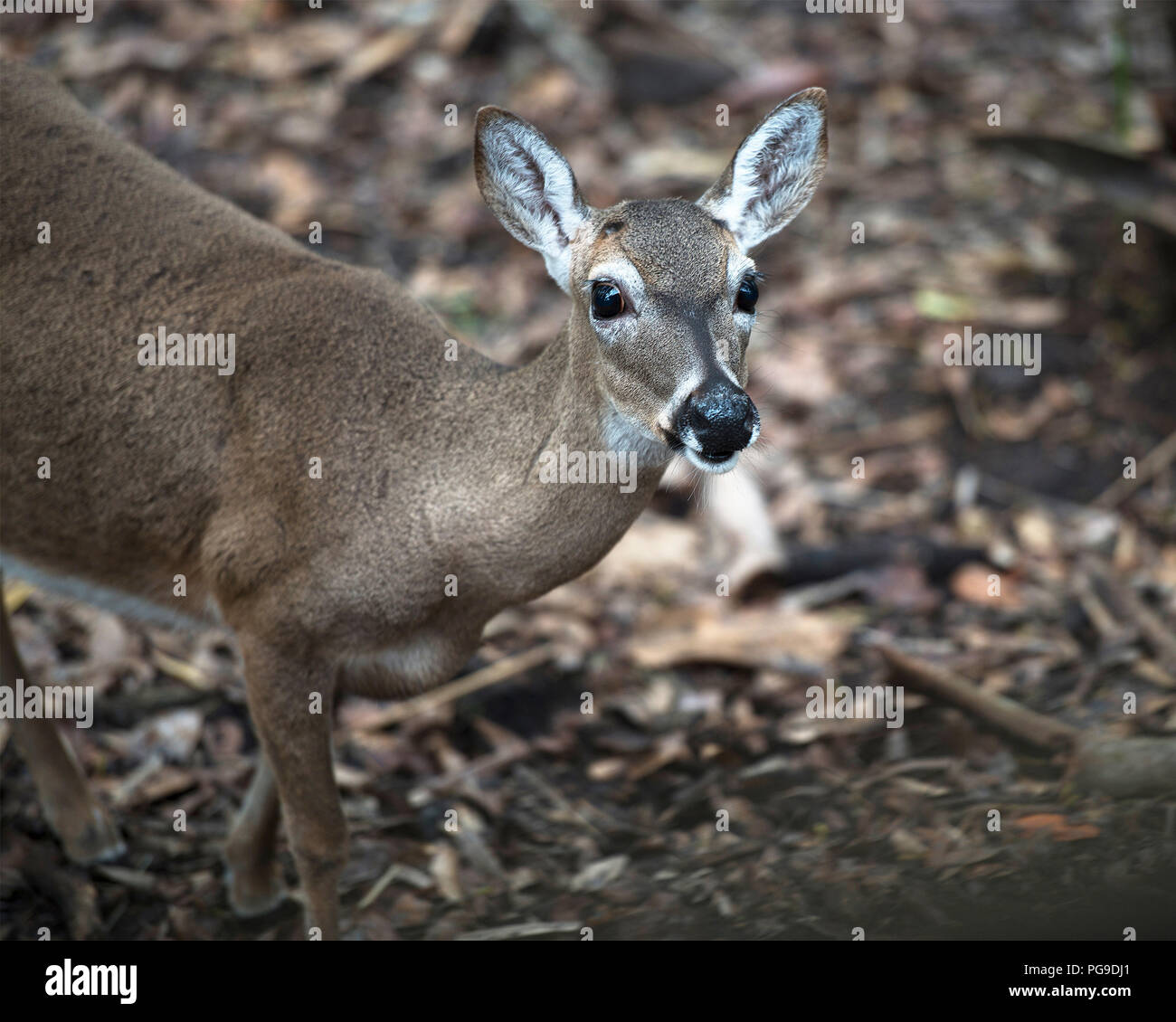 Deer Florida Key Deer animal close-up head view, ears, eyes, nose, legs in its environment and surrounding with a bokeh background. Picture. Image. Stock Photo