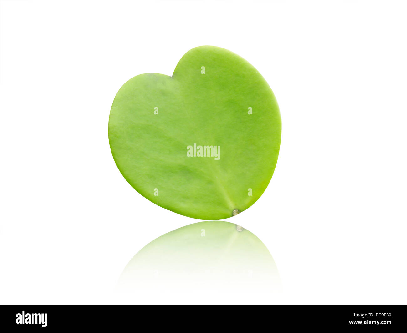 Heart shaped leaves green white texture hi-res stock photography and ...