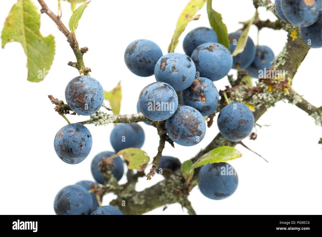 Flavouring for gin hires stock photography and images Alamy