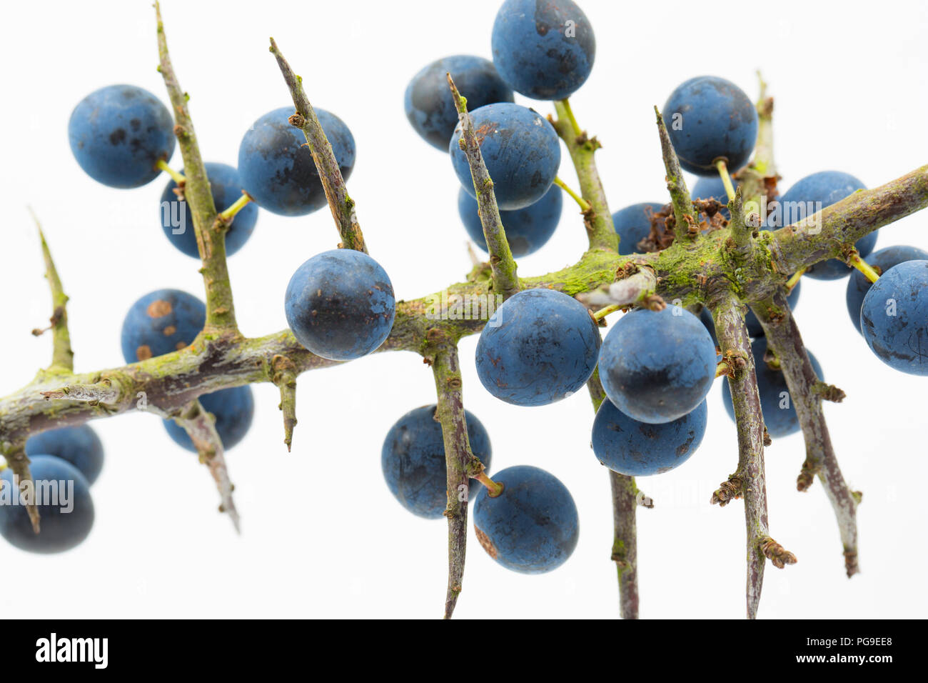 Berries growing on a sloe, or blackthorn branch, Prunus spinosa. The