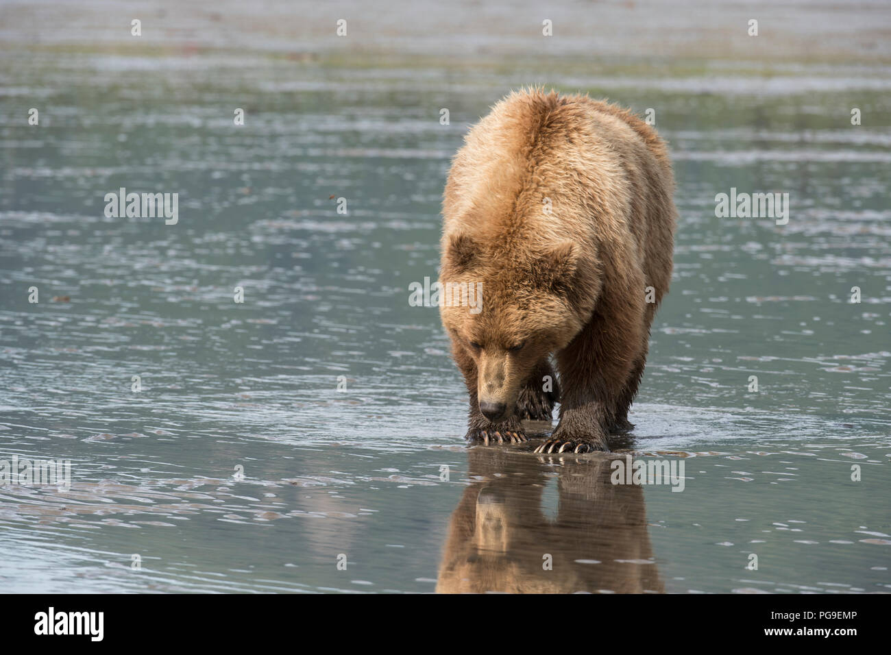 Alaskan coastal brown bear clamming hi-res stock photography and images ...
