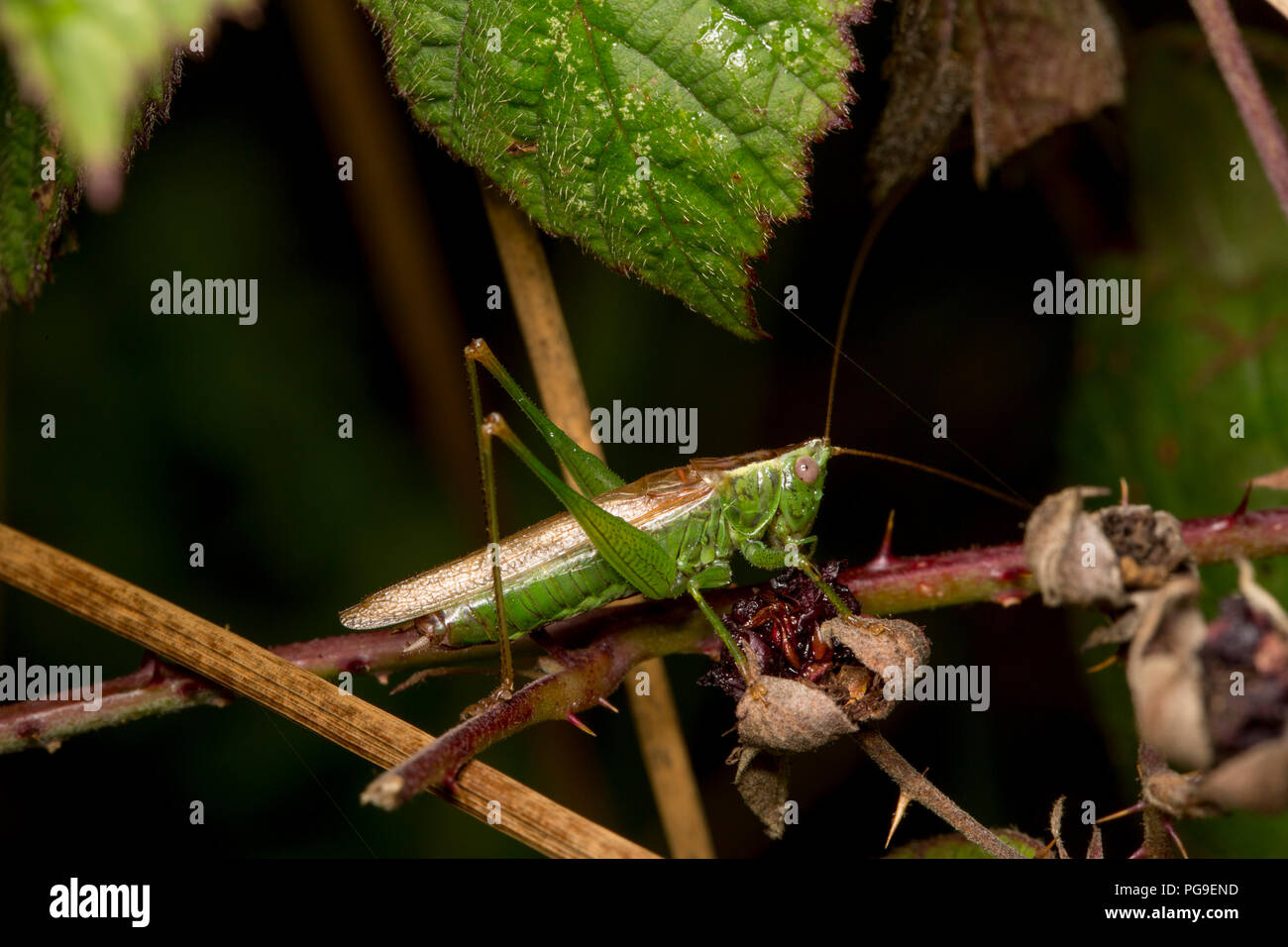 A male long-winged conehead cricket, Conocephalus discolor, resting amongst bramble leaves on a woodland edge in North Dorset England UK GB Stock Photo