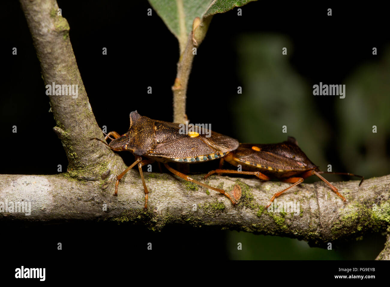 A pair of mating forest bugs, Pentatoma rufipes, on a sallow tree branch in woodland in North Dorset England UK GB Stock Photo