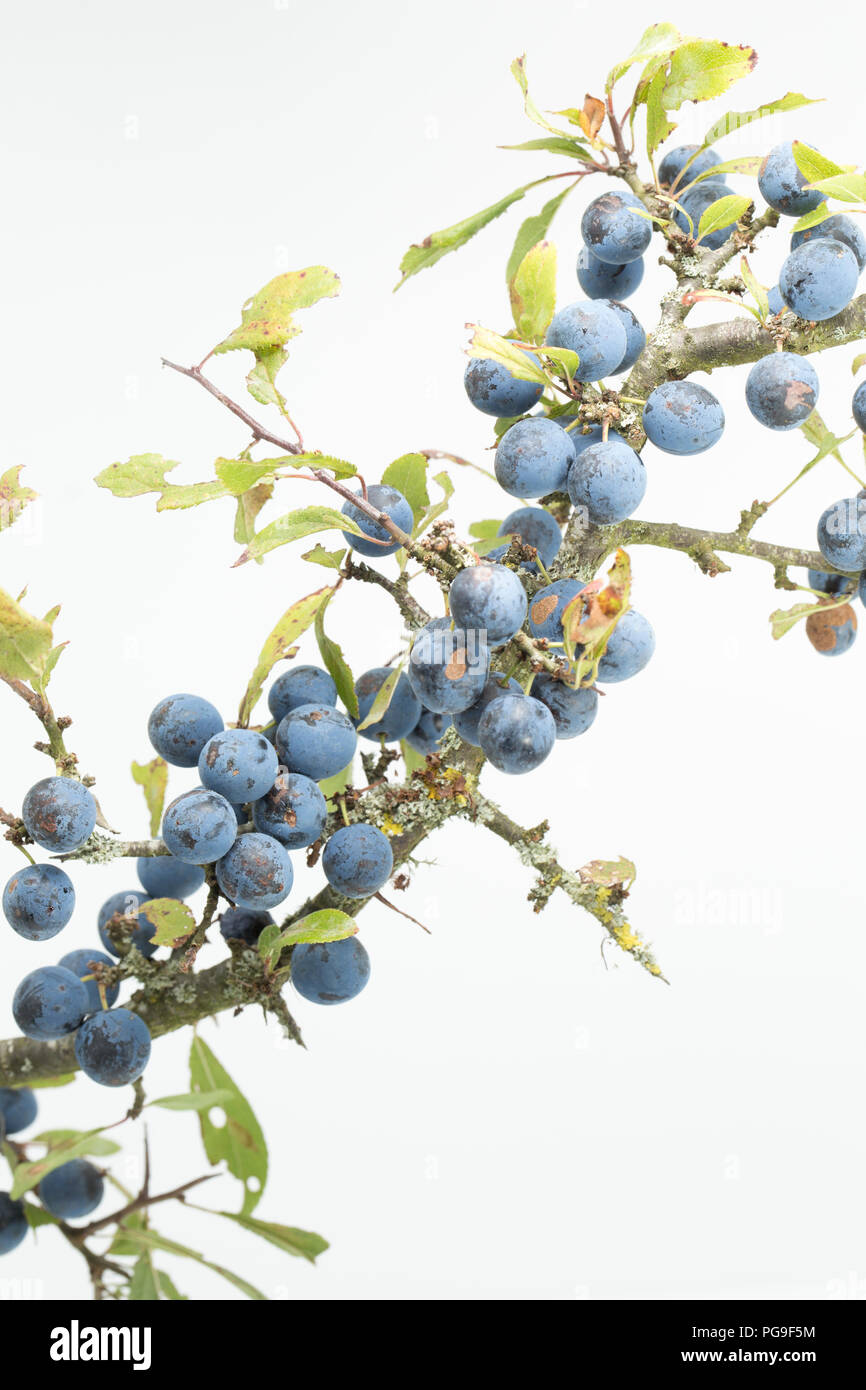 Berries growing on a sloe, or blackthorn branch, Prunus spinosa. The