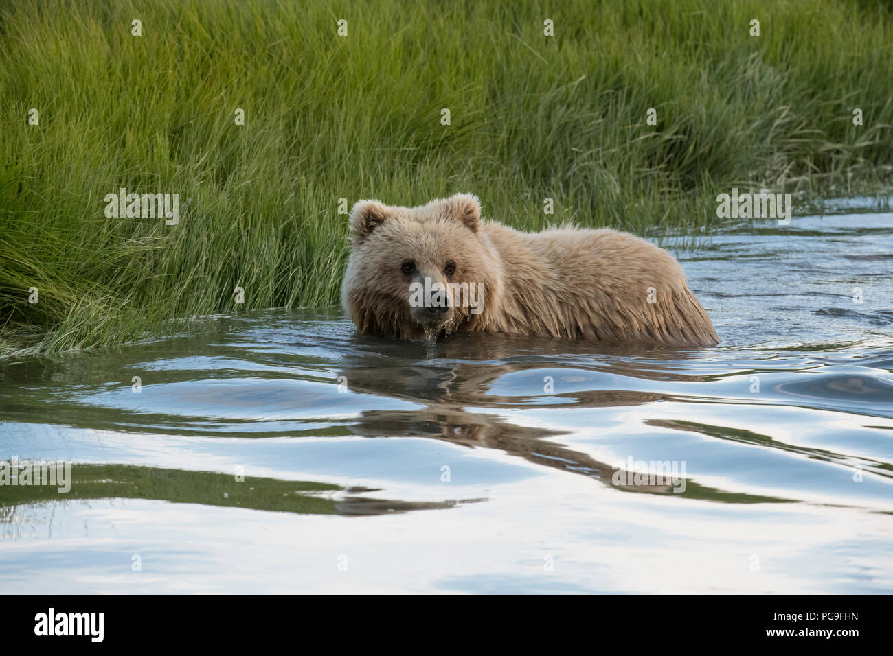 Bear brown bear hi-res stock photography and images - Alamy