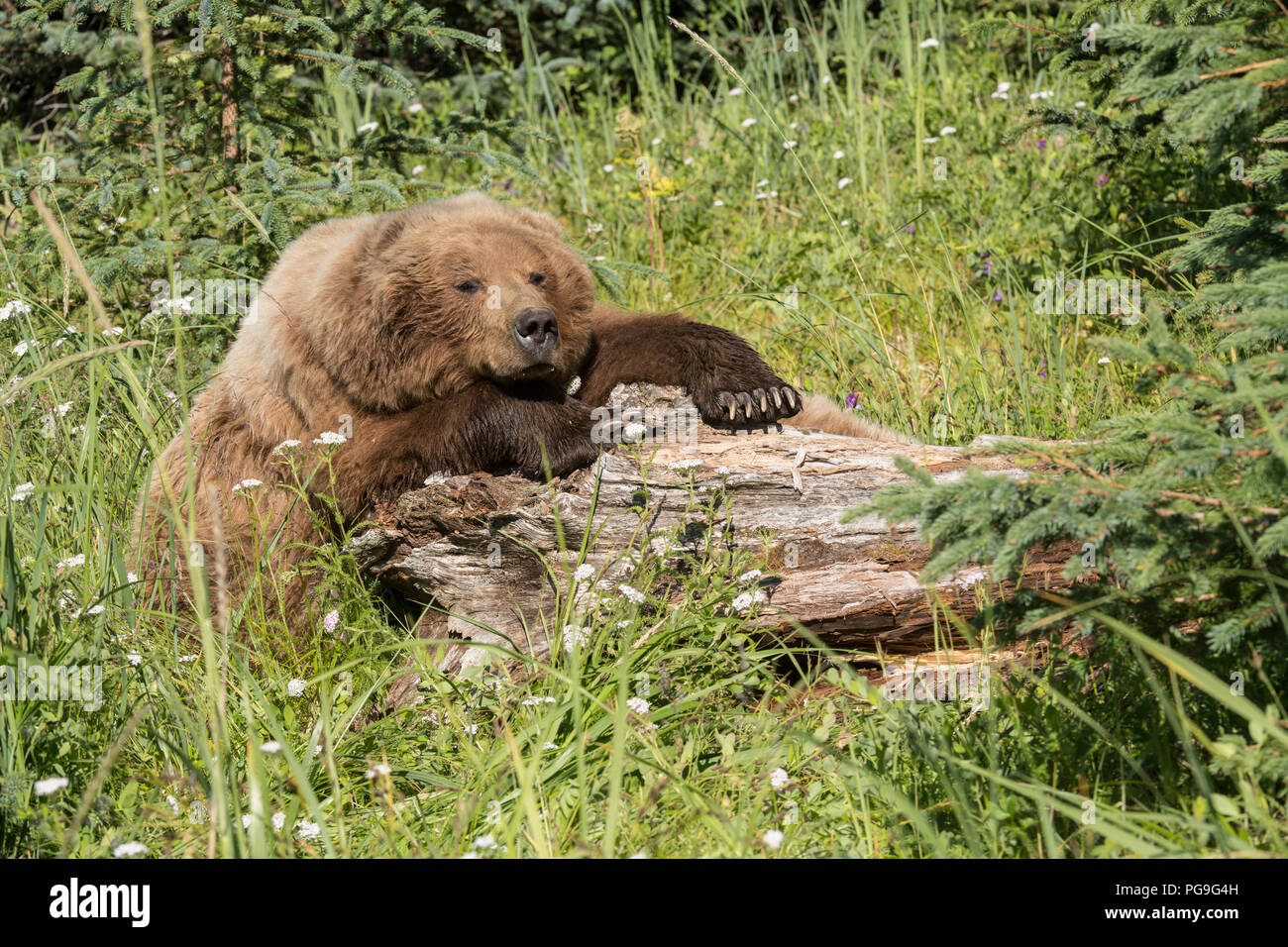Alaskan coastal brown bear Lake - Alaskan Coastal Brown Bear Lake Clark National Park PG9G4H 