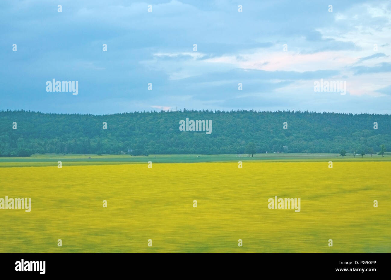 Yellow and green forest and farming landscape summer colors in south Sweden Stock Photo