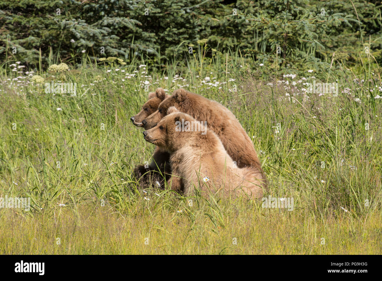 Alaskan coastal brown bear, Lake Clark National Park Stock Photo