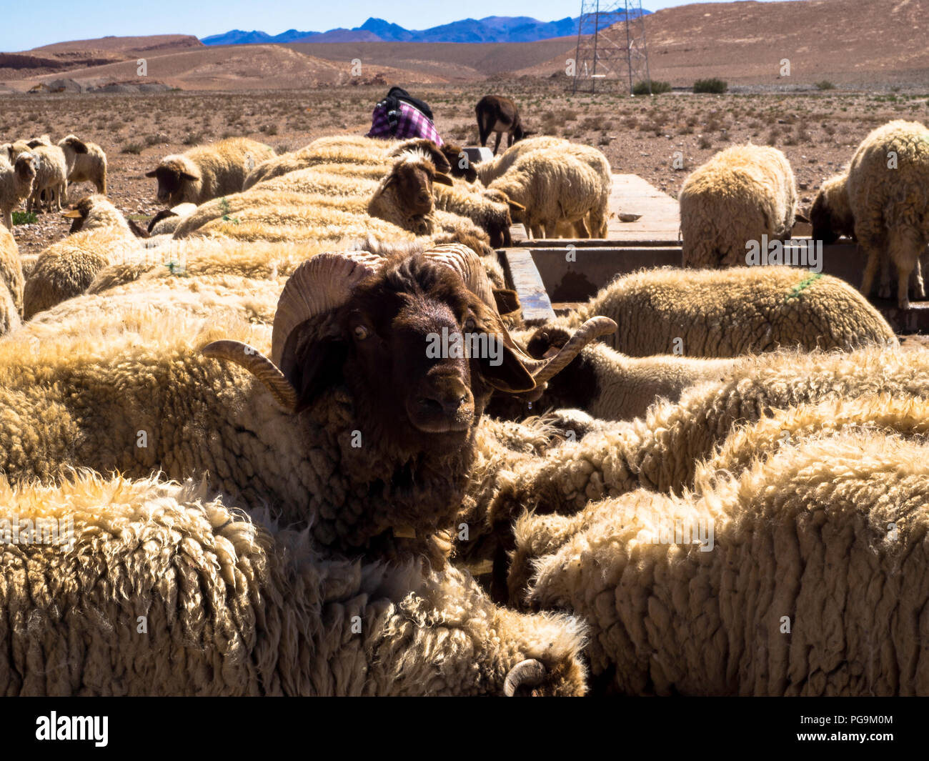 A herd of sheep as seen in the sahara desert Morocco Stock Photo