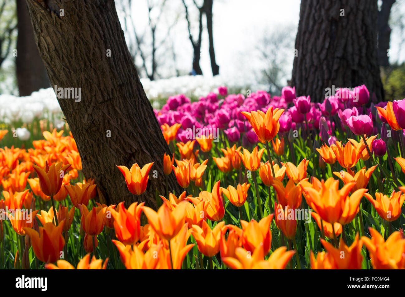 tulips of various colors in nature in spring time Stock Photo - Alamy