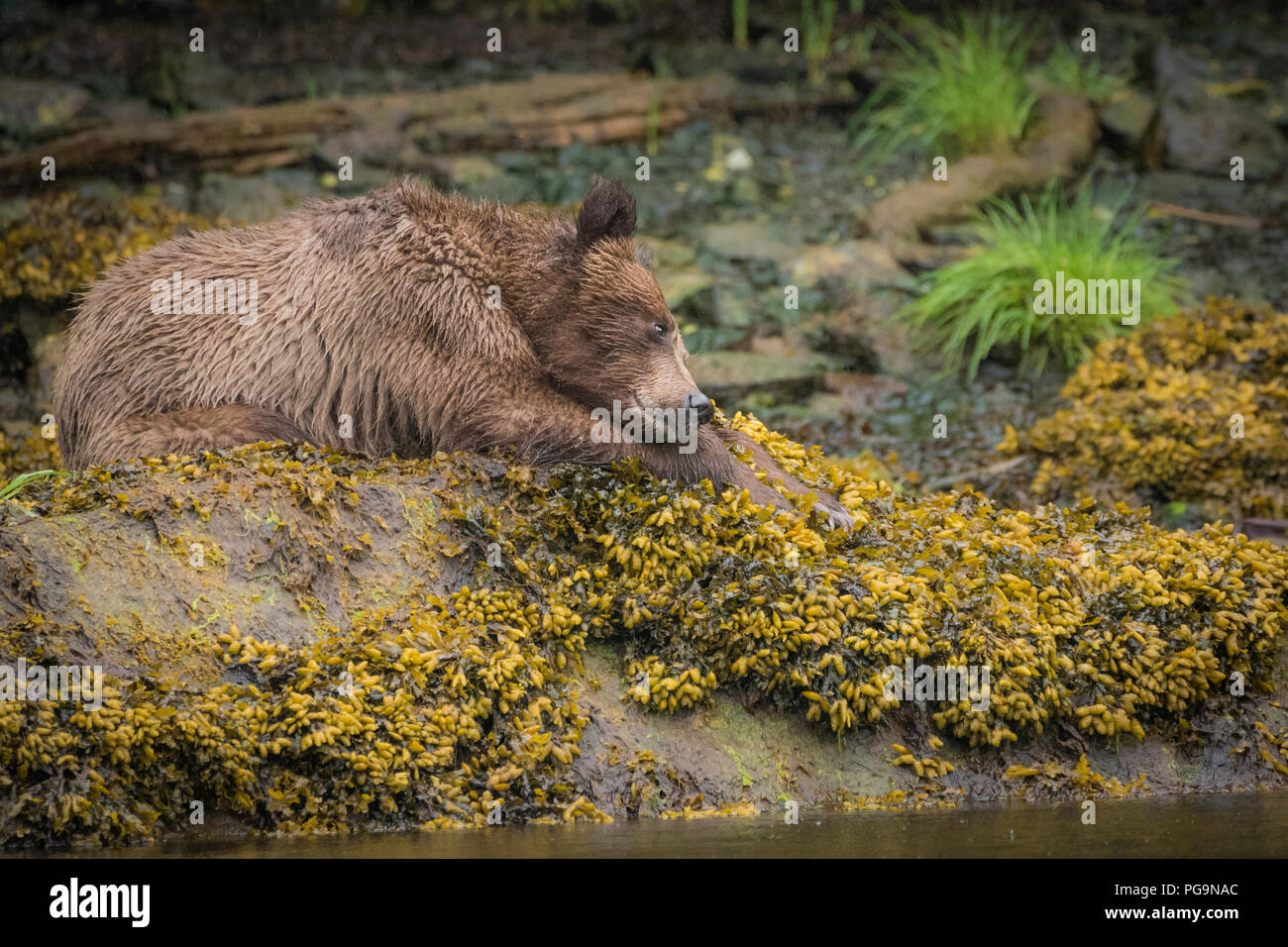 A young grizzly bear (Ursus arctos) rests on the banks of the Khutzeymateen Inlet at low tide, British Columbia, Canada Stock Photo