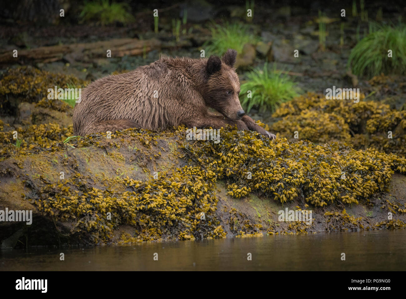 A young grizzly bear (Ursus arctos) rests on the banks of the Khutzeymateen Inlet at low tide, British Columbia, Canada Stock Photo