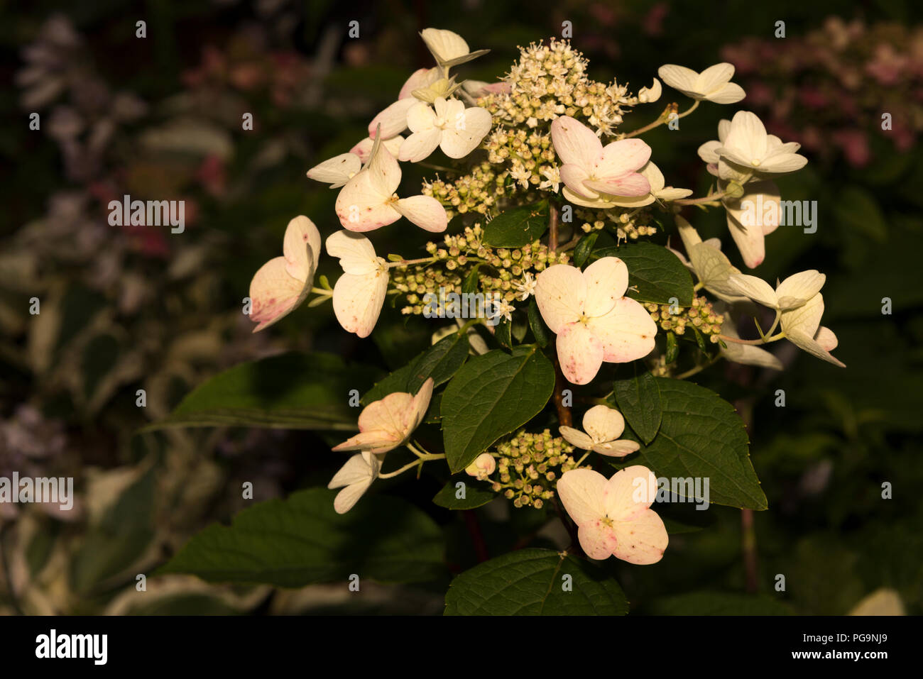 Wim’s Red Hydrangea (Hydrangea paniculata Stock Photo - Alamy