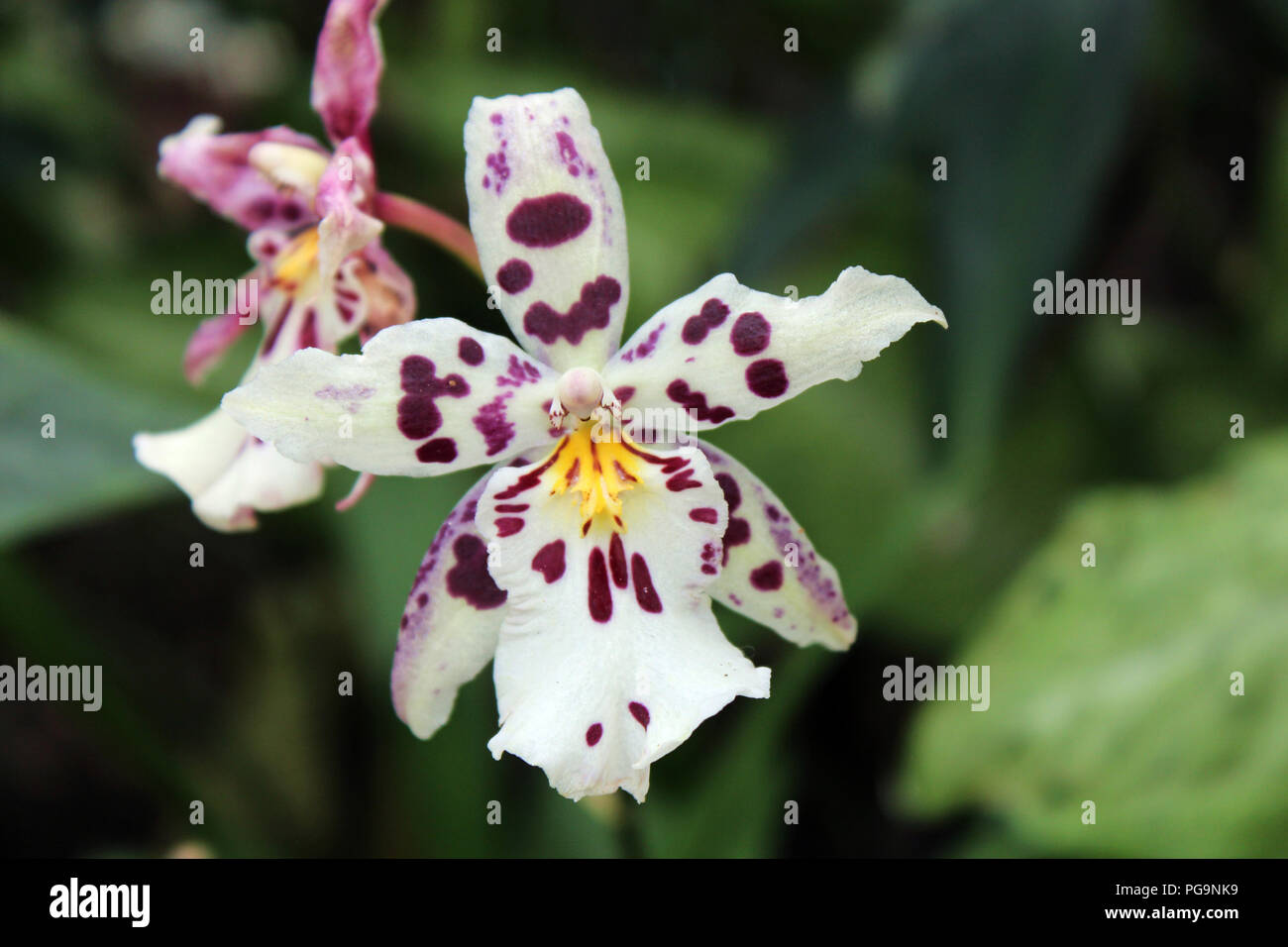 Close up of an Odontoglossum orchid with white petals with purple spots Stock Photo