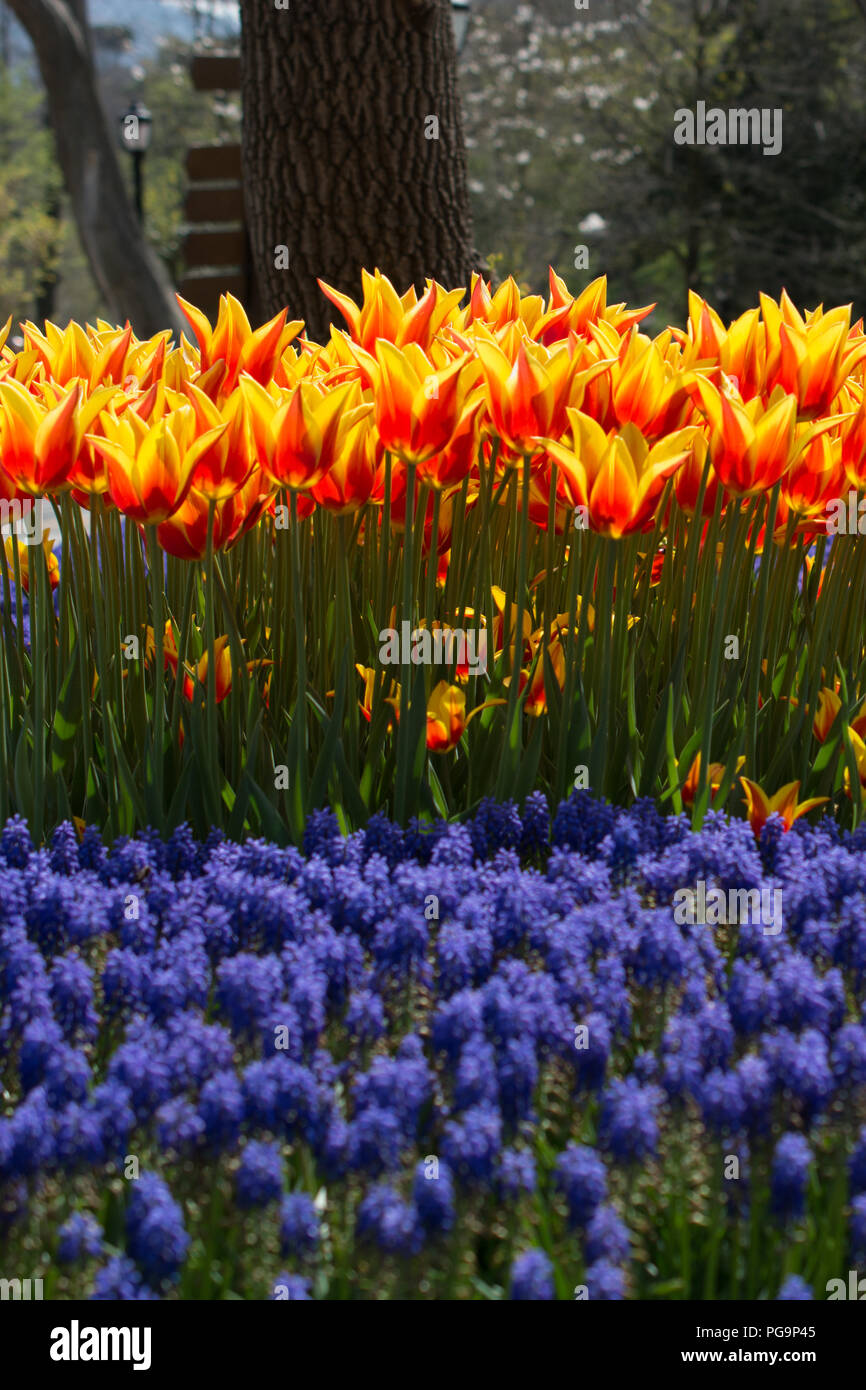 tulips of various colors in nature in spring time Stock Photo - Alamy